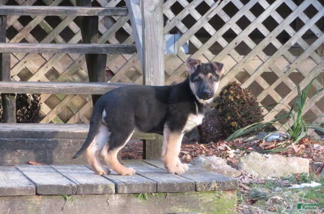 German Shepherd dogs Mandy - Ad 39