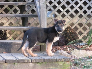 German Shepherd dogs Mandy - Ad 37