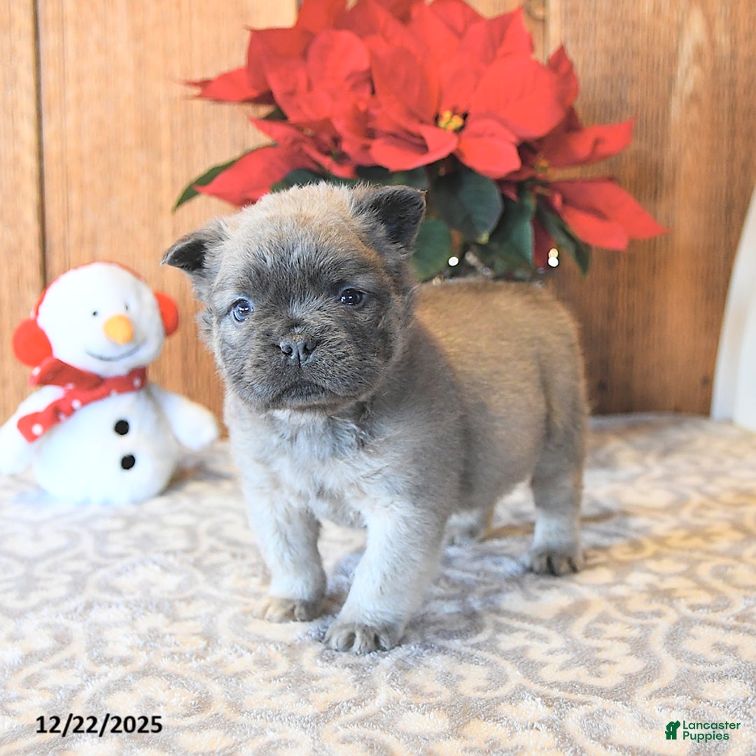 French Bulldog dogs for sale: Toby - Ad 3