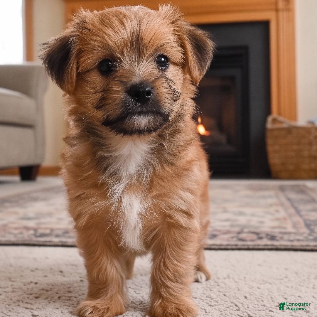 Morkie dogs Ace - Ad 1