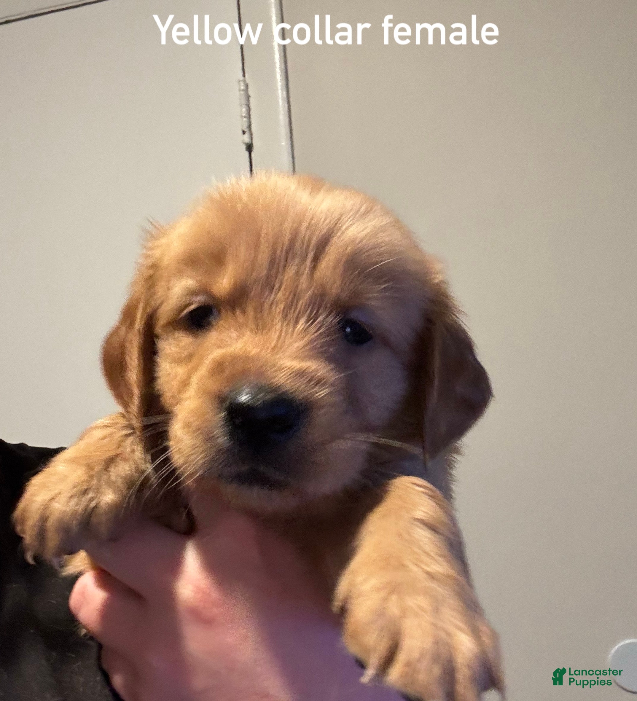 Golden Retriever dogs Yellow collar Golden Retriever 4 - Ad 27
