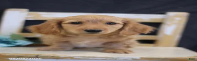 Victor