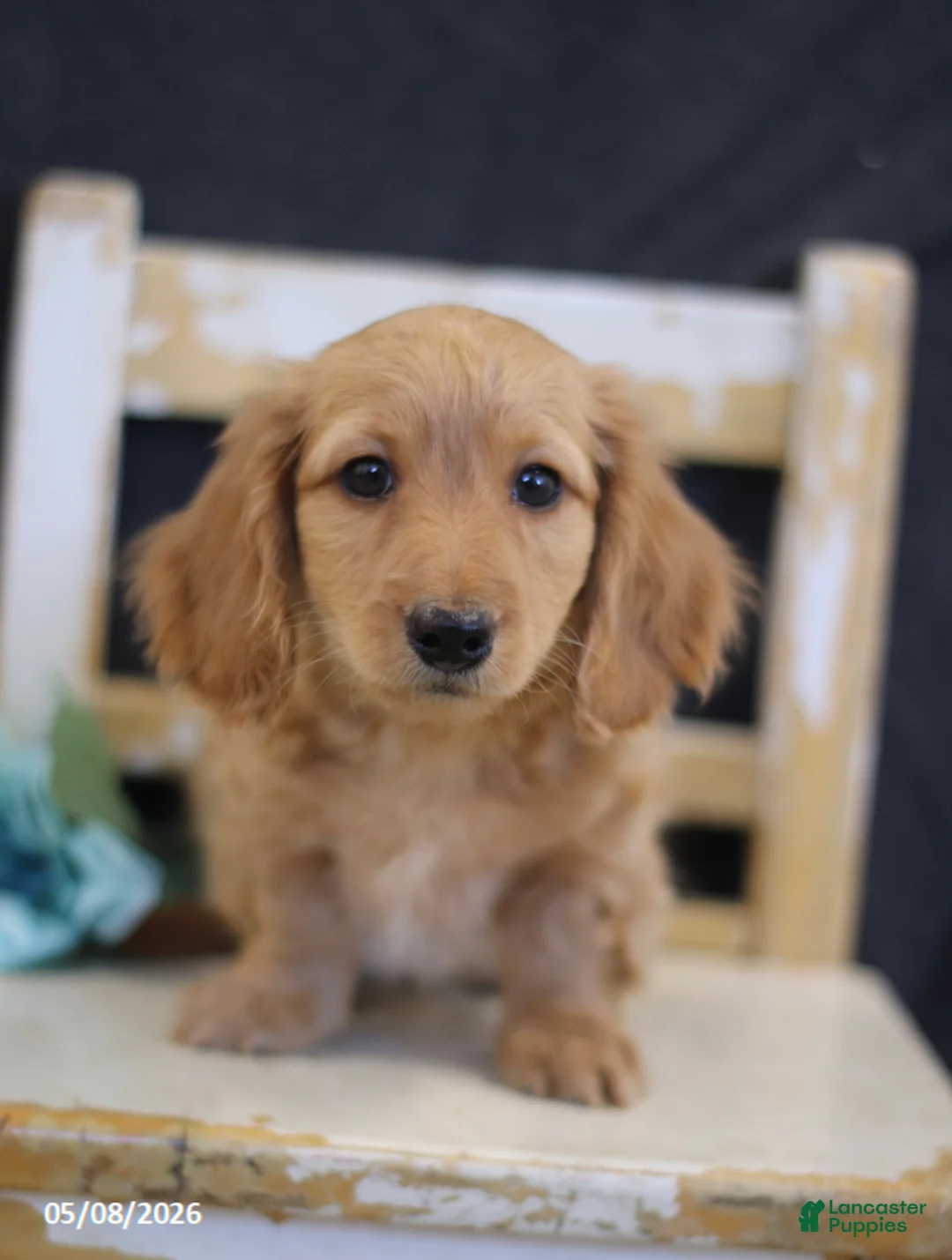 Miniature Dachshund dogs for sale: Victor - Ad 1