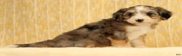 Mini Bernedoodle dogs for sale: Remi - Ad 7