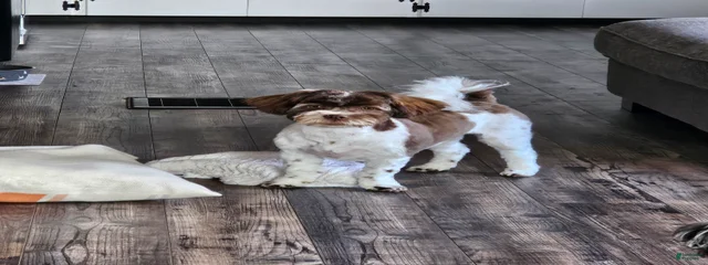 Bella