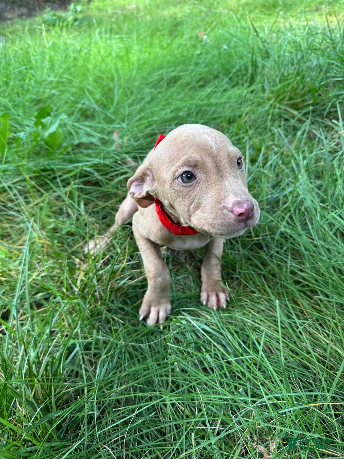 American Pit Bull Terrier dogs American Pit Bull Terrier 8 - Ad 29