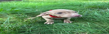 American Pit Bull Terrier 8