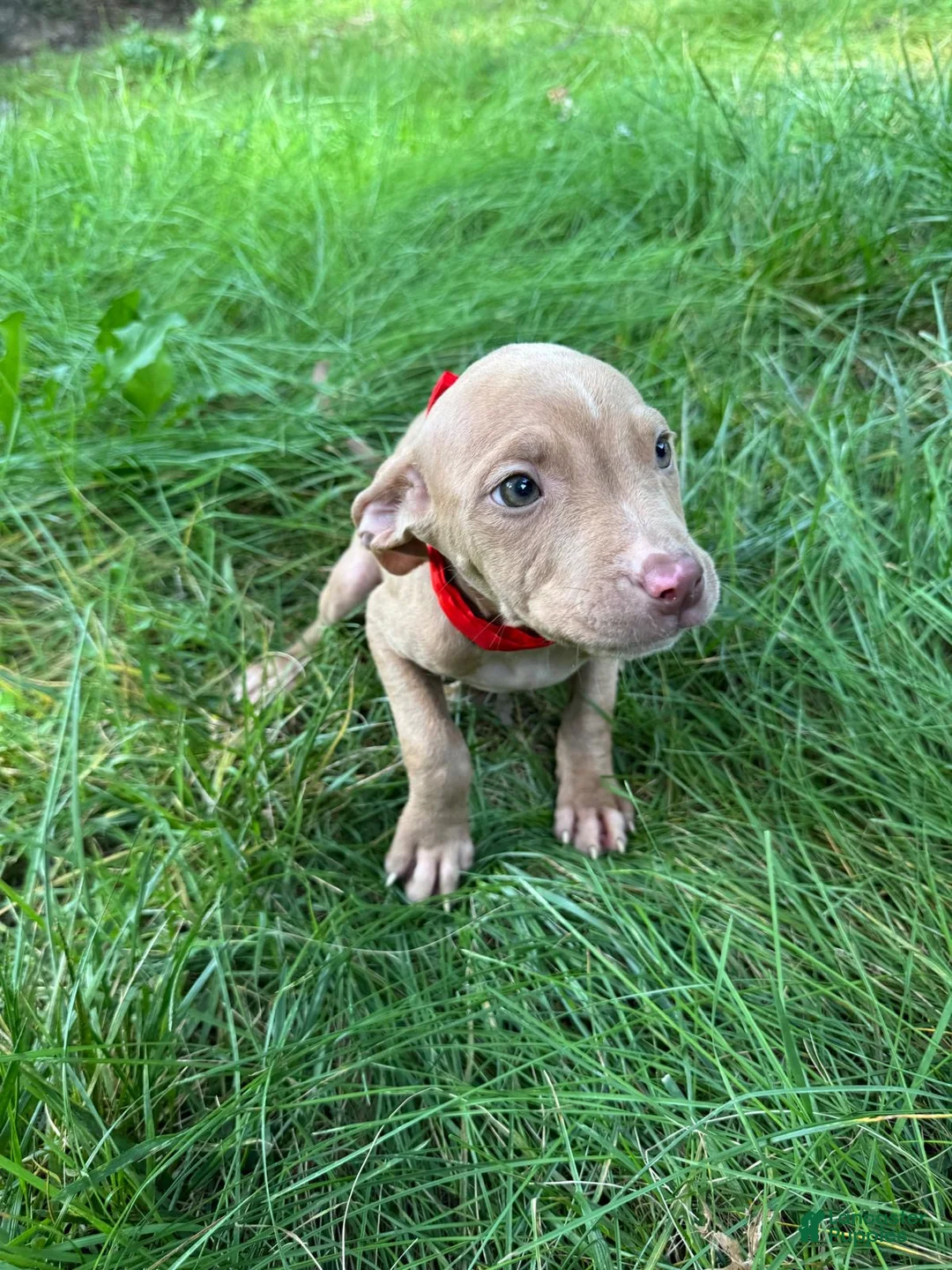 American Pit Bull Terrier dogs for sale: American Pit Bull Terrier 8 - Ad 1