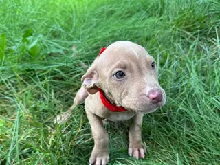 American Pit Bull Terrier dogs American Pit Bull Terrier 8 - Ad 29