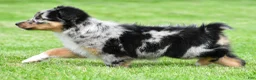Australian Shepherd dogs for sale: Jody - Ad 4