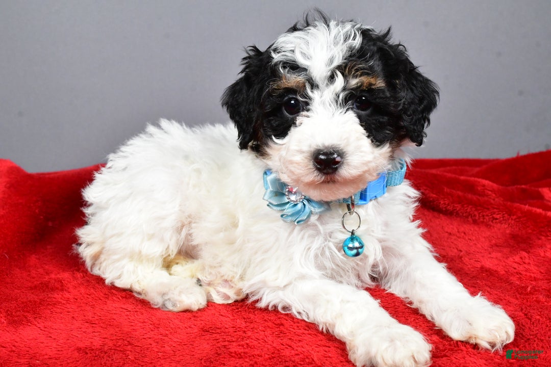 Miniature Poodle dogs for sale: Abby - Ad 11