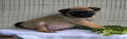 Pug dogs for sale: Baxter - Ad 7