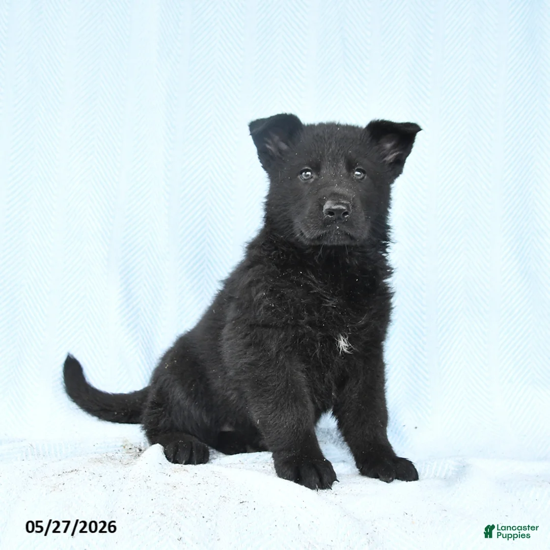 German Shepherd dogs for sale: Petunia - Ad 1