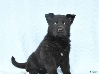 German Shepherd dogs for sale: Petunia - Ad 2