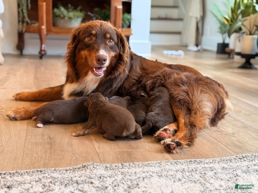 Australian Shepherd dogs for sale: Australian Shepherd 2 - Ad 4