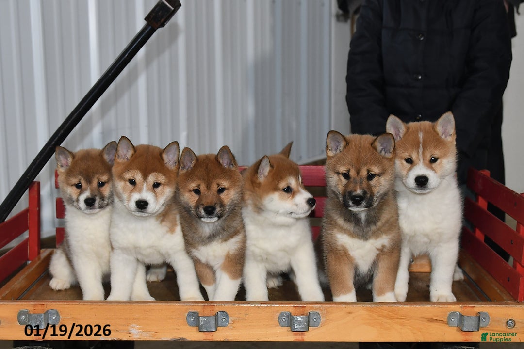 Shiba Inu dogs for sale: Rusty - Ad 5