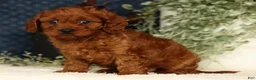 Cavapoo dogs for sale: Fifi - Ad 3