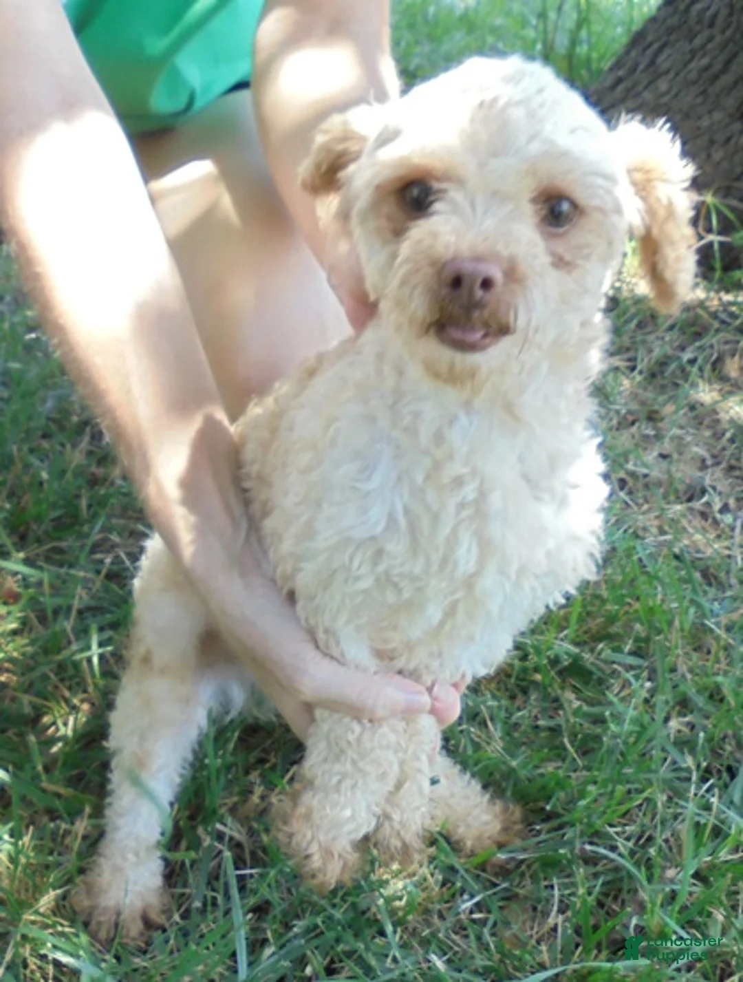 Maltipoo dogs for sale: Zuko - Ad 6