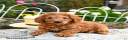 Miniature Poodle dogs for sale: Tucker - Ad 1