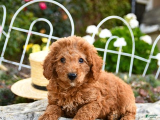 Miniature Poodle dogs Tucker - Ad 23