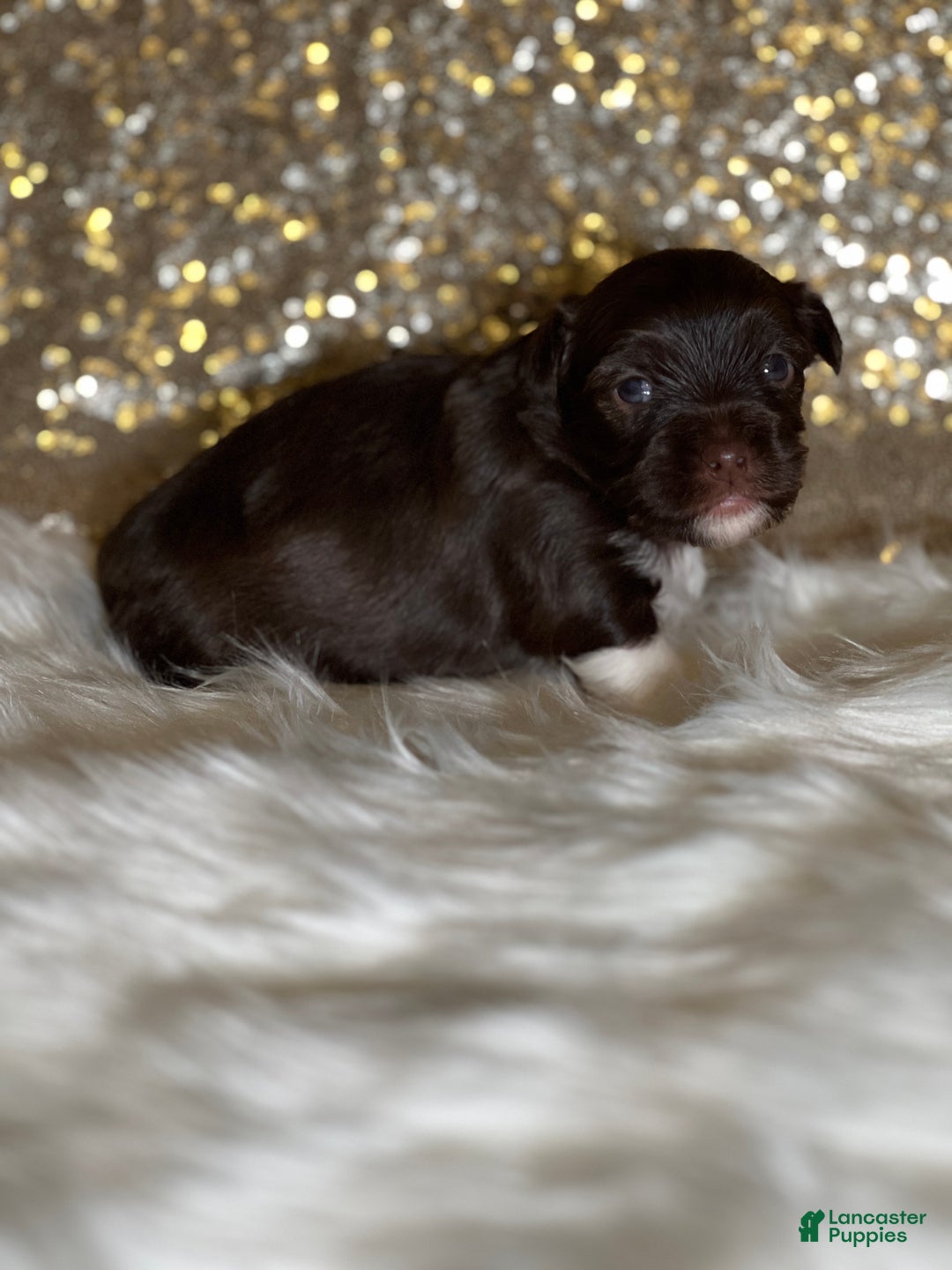 Havanese dogs for sale: Chewy - Ad 5