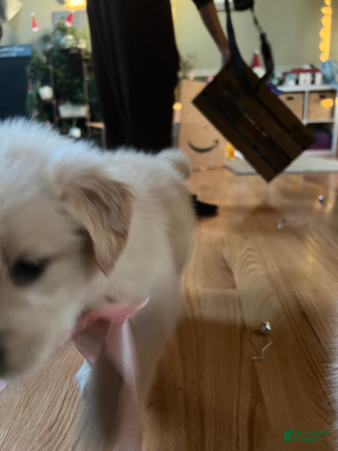 Golden Retriever dogs for sale: Golden Retriever Puppy pink - Ad 4