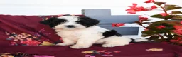 Havapoo dogs for sale: Oreo - Ad 3
