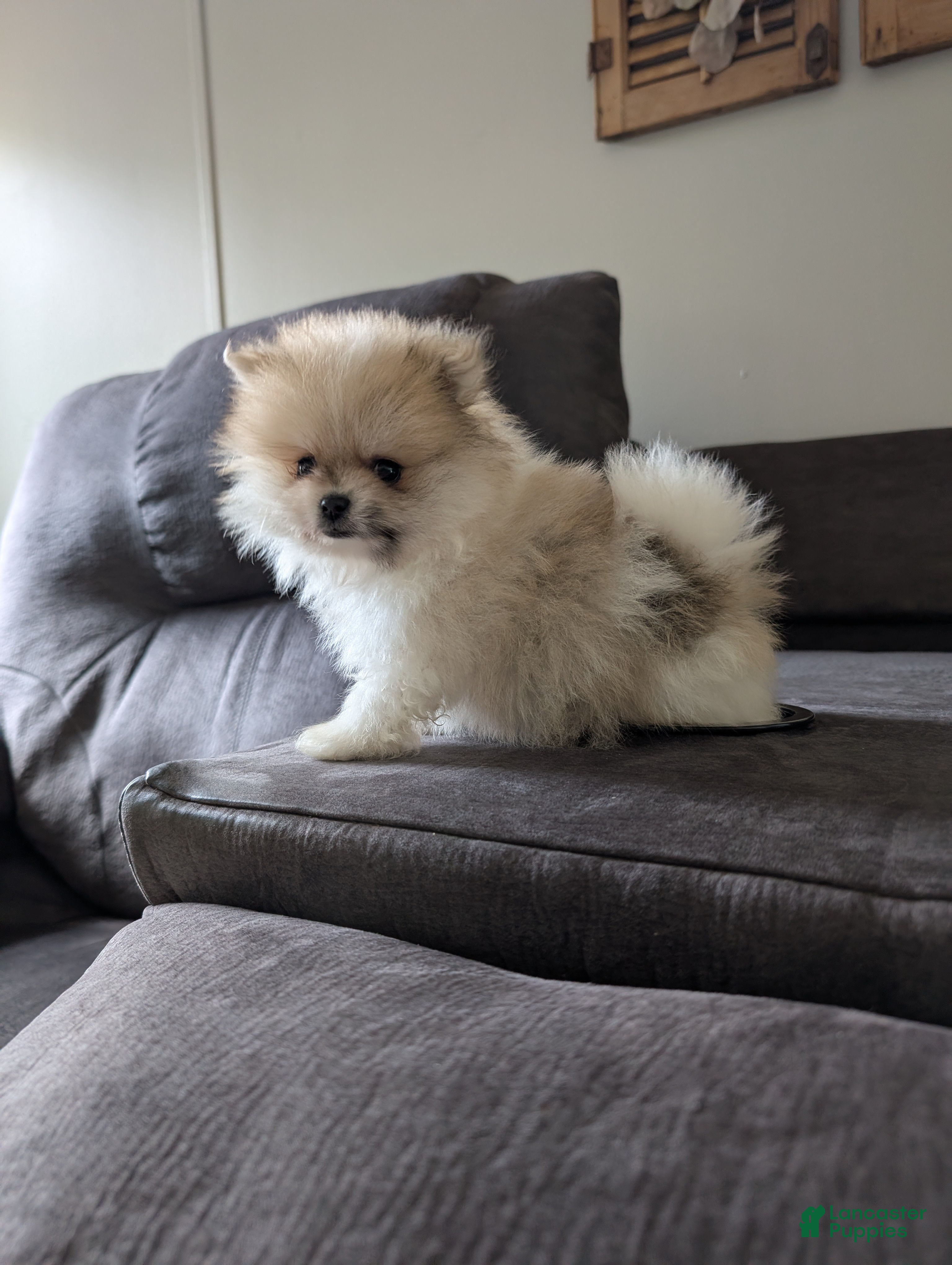 Pomeranian dogs Jude - Ad 2