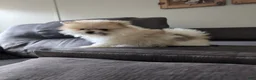 Pomeranian dogs for sale: Jude - Ad 2