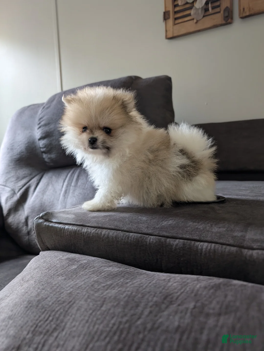 Pomeranian dogs for sale: Jude - Ad 2