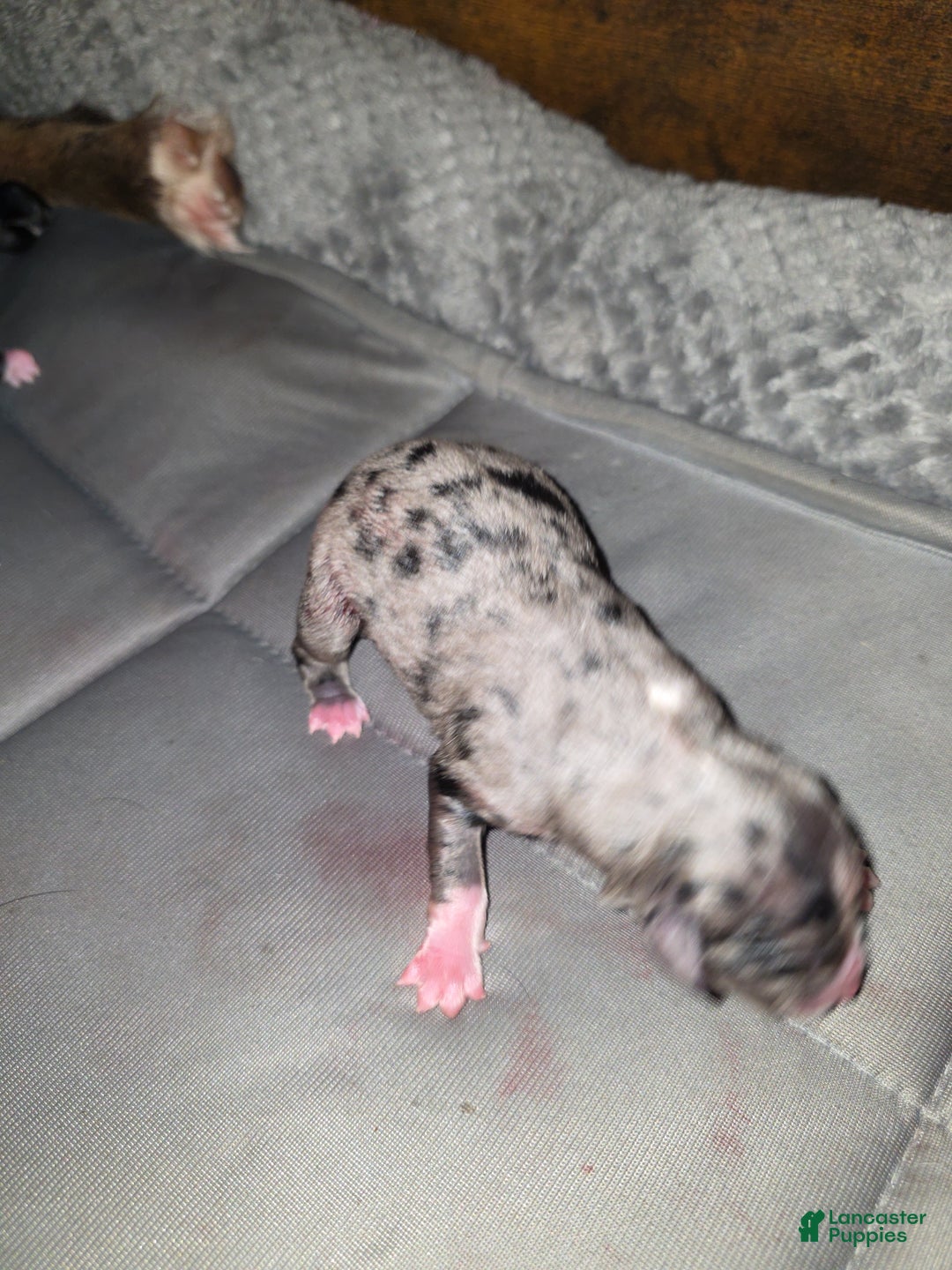 Miniature Australian Shepherd dogs for sale: Miniature Australian Shepherd Puppy 4 - Ad 5