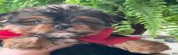 Yorkshire Terrier dogs for sale: Fido - Ad 13