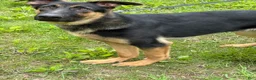 German Shepherd dogs for sale: Duke - Ad 6