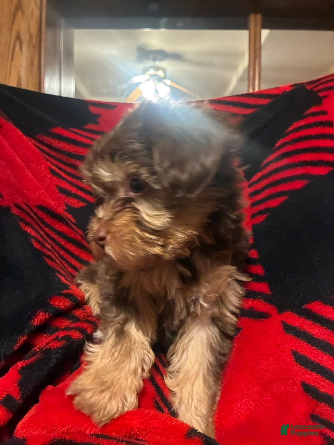 Yorkiepoo dogs for sale: Yorkiepoo Puppy 2 - Ad 2