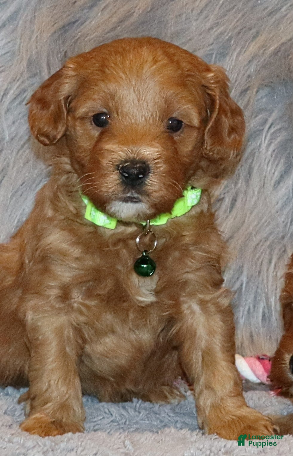 Mini Goldendoodle dogs Whiskers 🌷👨‍👨‍👧‍👦💞🐕 - Ad 27