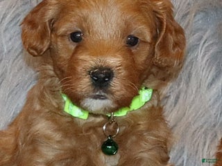 Mini Goldendoodle dogs Whiskers 🌷👨👨👧👦💞🐕 - Ad 17