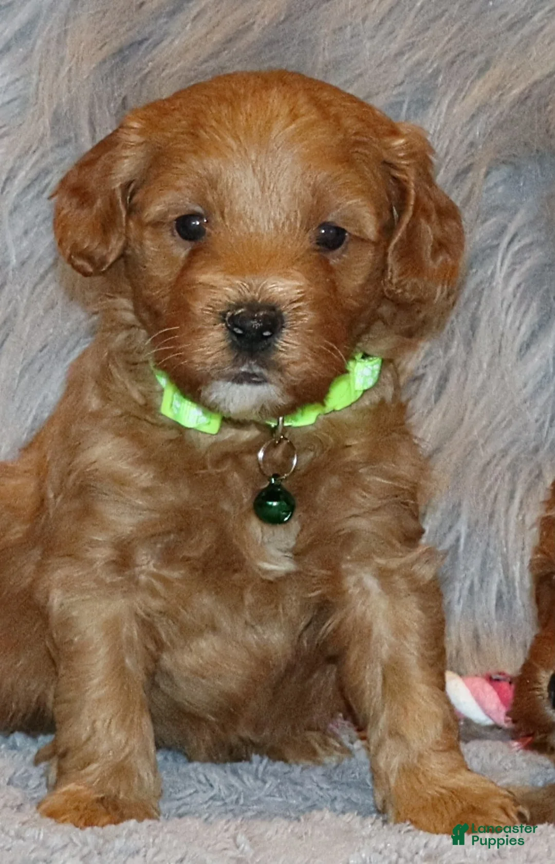 Mini Goldendoodle dogs for sale: Whiskers 🌷 Genetic Clear Parents - Ad 3