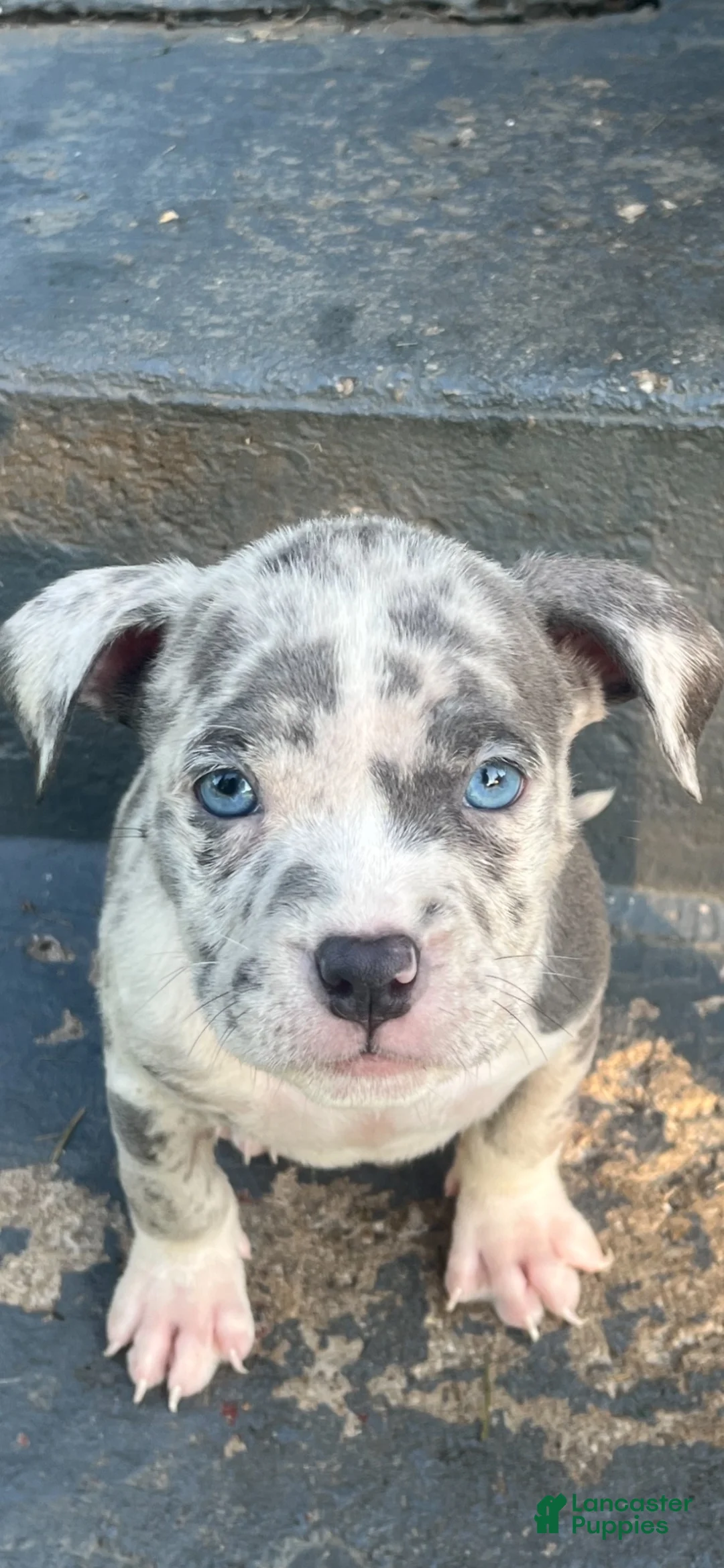American Bully dogs for sale: American Bully 6 - Ad 1