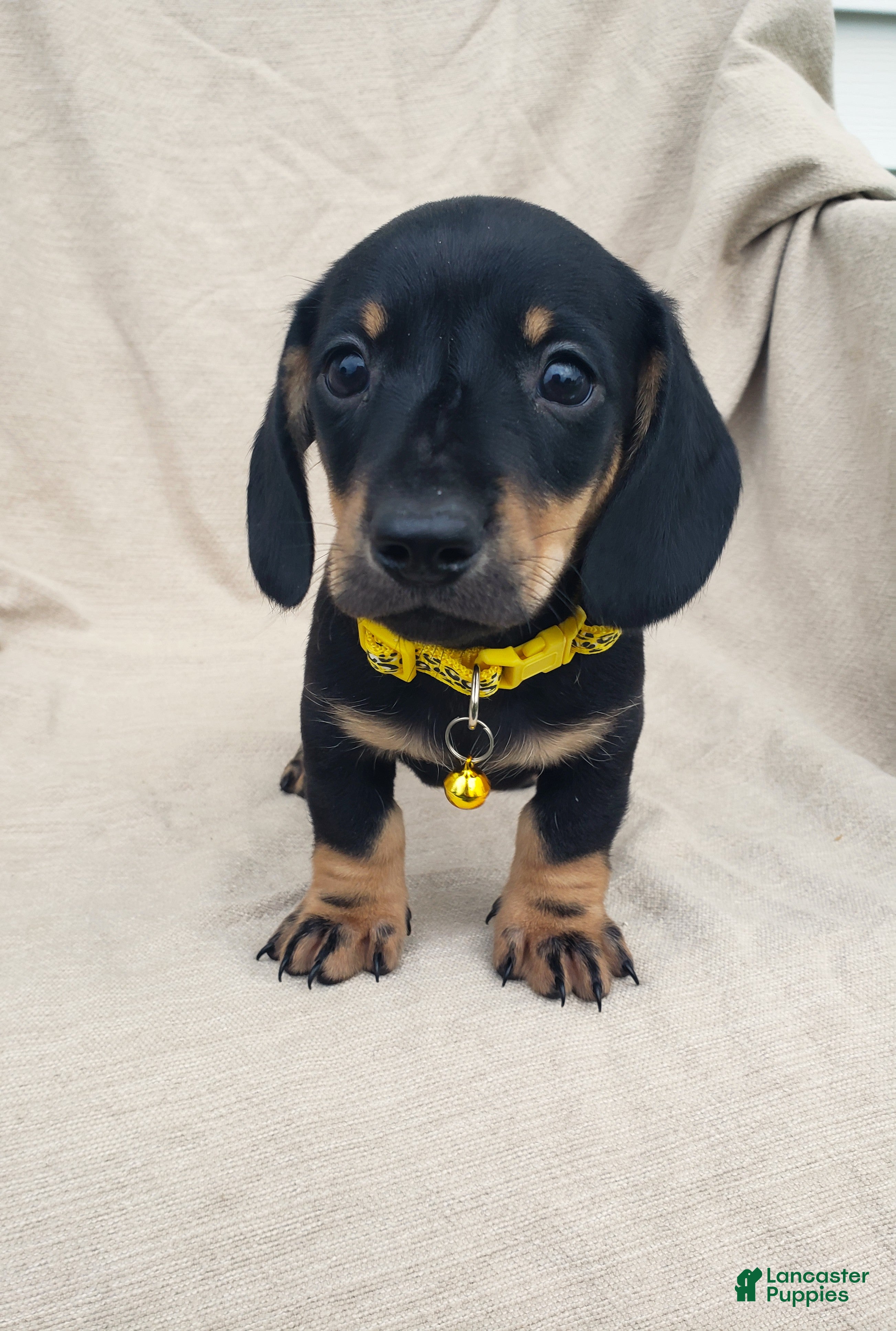 Miniature Dachshund dogs TONY - Ad 1