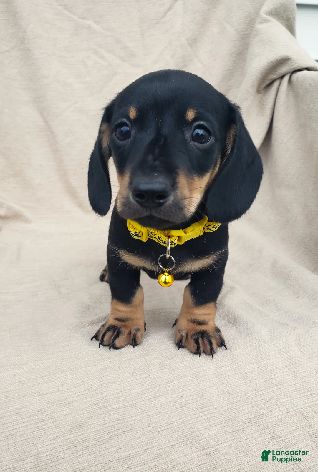 Miniature Dachshund dogs for sale: TONY - Ad 1