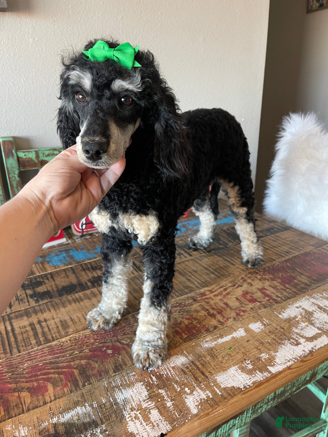Miniature Poodle dogs for sale: Akc Clear Black Phantom Piper - Ad 8