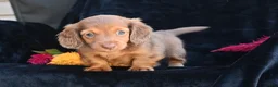 Miniature Dachshund dogs for sale: Ruby - Ad 6