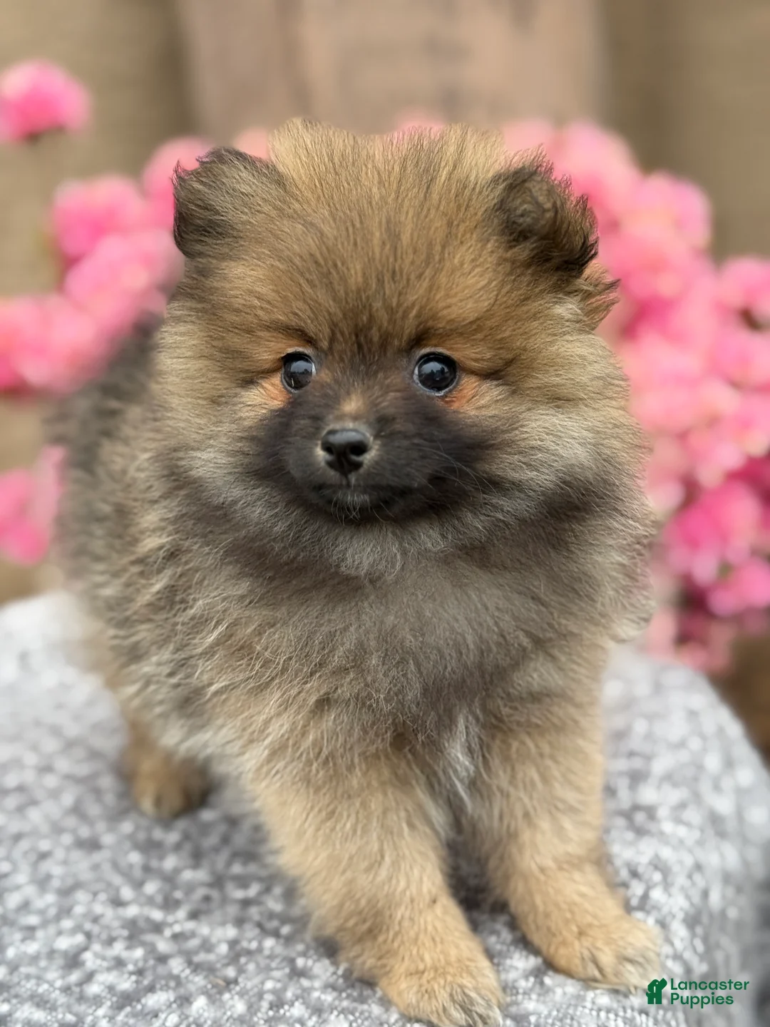 Pomeranian dogs for sale: Poppy - Ad 2