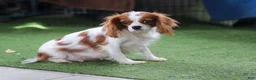 Cavapoo dogs for sale: Willow - Ad 8