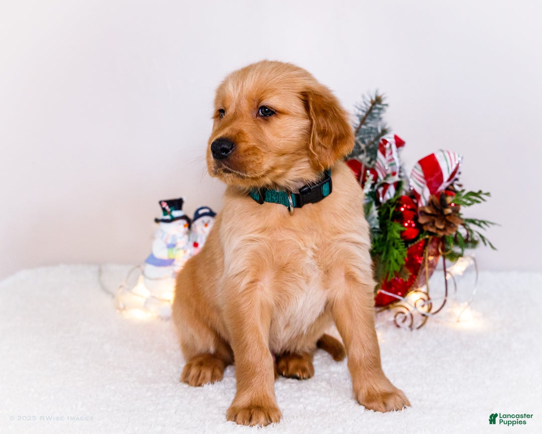 Golden Retriever dogs for sale: Benjy - Ad 8