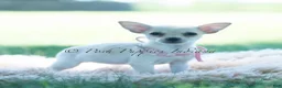 Chihuahua dogs for sale: Tinkerbell - Ad 3