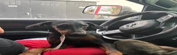 Doberman Pinscher dogs for sale: Doberman Pinscher 4 - Ad 3