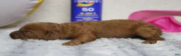 Cockapoo dogs for sale: Natalie - Ad 6