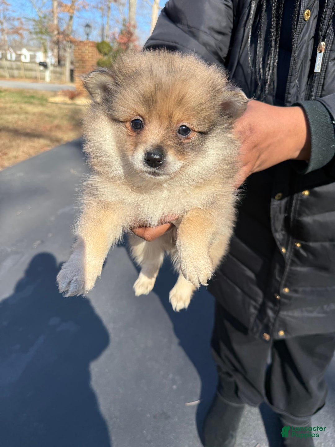 Pomeranian dogs for sale: Pomeranian Puppy 5 - Ad 1