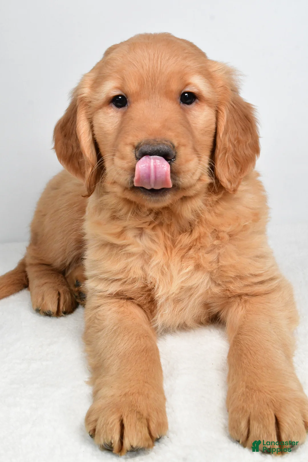 Golden Retriever dogs for sale: Ace - Ad 8